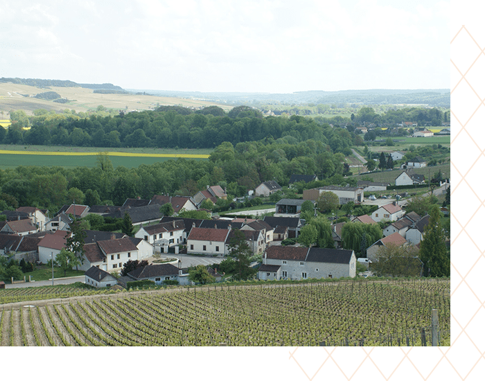 La naissance du vignoble